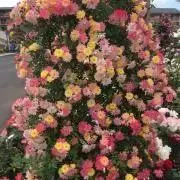 ぱんぷきんの画像