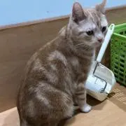 Leoの画像