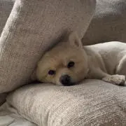 ゆりまる