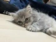 上腕三頭筋の画像