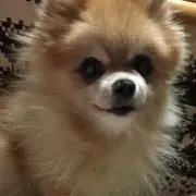 mokamamaの画像