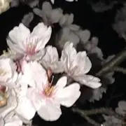 N'の画像