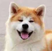 雷太