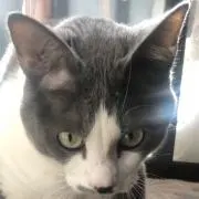 GRAYの画像