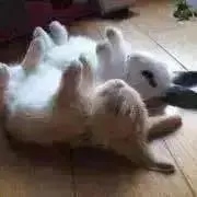 ✾雫✾の画像