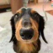 新品未使用】KARAKORAM カラコラム トゥーステイ 左右セット - メルカリ