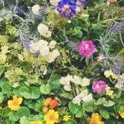 Shalalaの画像