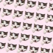 ねこ