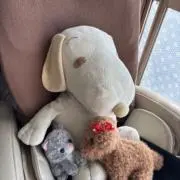 Rの画像