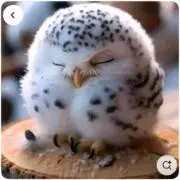 ポポの画像