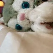 ヒナの画像