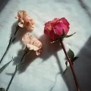 pinkieの画像