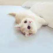 miyu