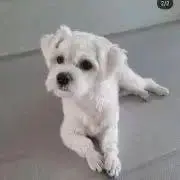 りーの画像