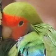 ふぁい