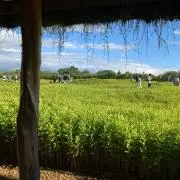 はーさんの画像