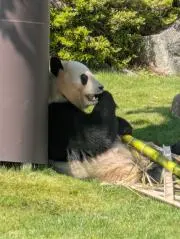 daboの画像