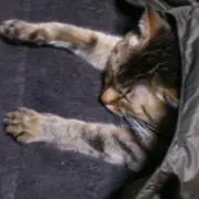 とんちゃん