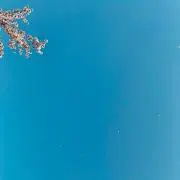 ぽんの画像