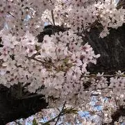 とうかの画像