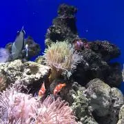 レディちゃん