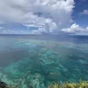 ごんちゃの画像