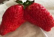 いちごちゃん