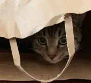 はまちゃんの画像