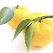 柚子の画像
