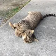 しぐの画像