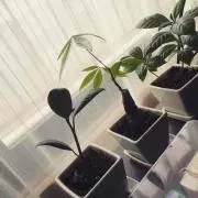 はんま