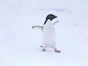 ぺんぺん