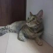 メタボマスターの画像