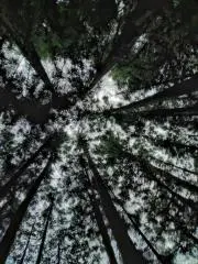 らんの画像