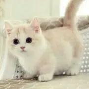 かな