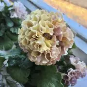 さくらの画像