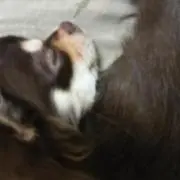 チェリー