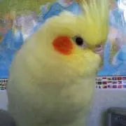 あすかの画像