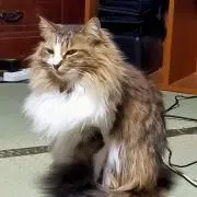 ニガリの画像