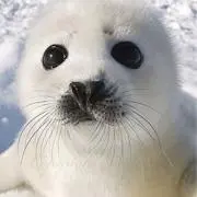 GOMACHANの画像