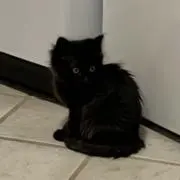 ねこ