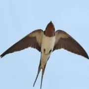 swallowtailsの画像