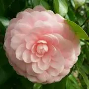 ジェンマの画像
