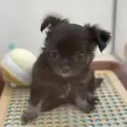 seiyanの画像
