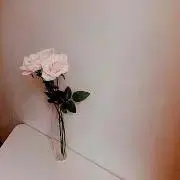 リの画像