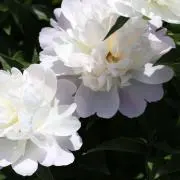 Cattleyaの画像