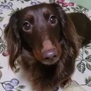 かおりんi