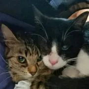 ろっく