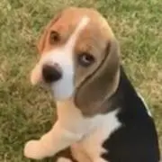 とのとの画像