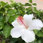 くぅ。断捨離中の画像